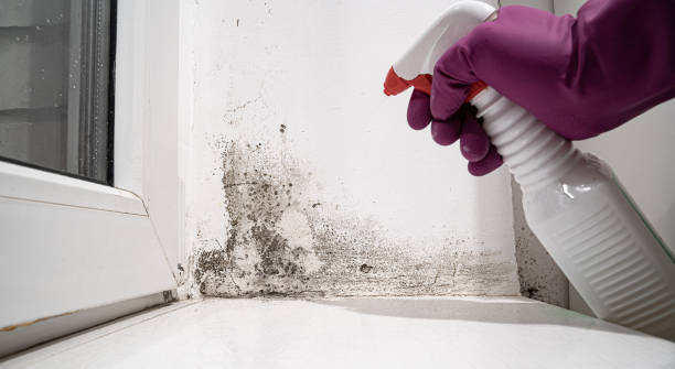 Best Carpet water damage restoration  in Aledo, TX